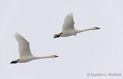 Swans In Flight_21980.jpg - Trumpeter Swan (Cygnus buccinator) photographed along the Rideau Canal Waterway at the Swale in Smiths Falls, Ontario, Canada.